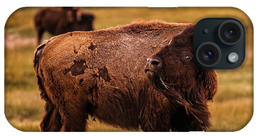 American West iPhone Case featuring the photograph American Bison by Chris Bordeleau