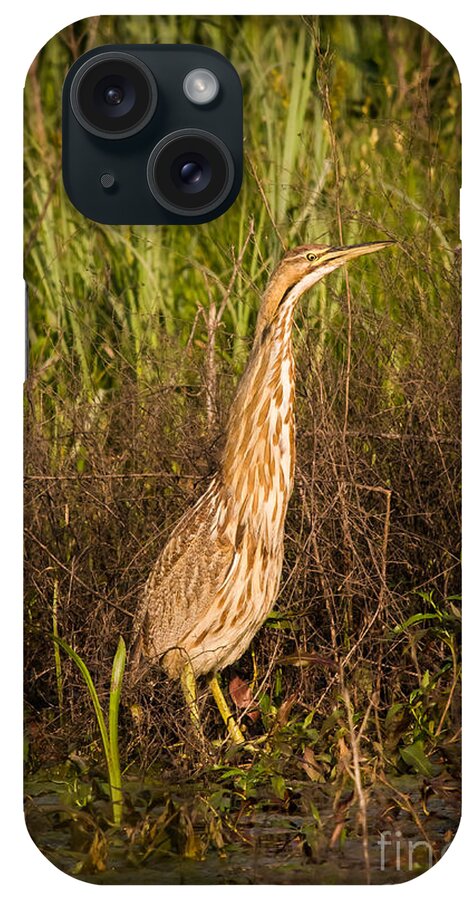 Animal iPhone Case featuring the photograph American Bittern by Robert Frederick
