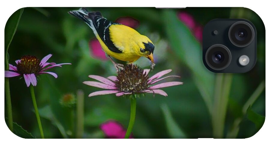 Birds iPhone Case featuring the photograph American Goldfinch - 2 by Nikolyn McDonald