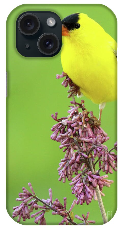 American Goldfinch iPhone Case featuring the photograph American Goldfinch Atop Purple Flowers by Max Allen