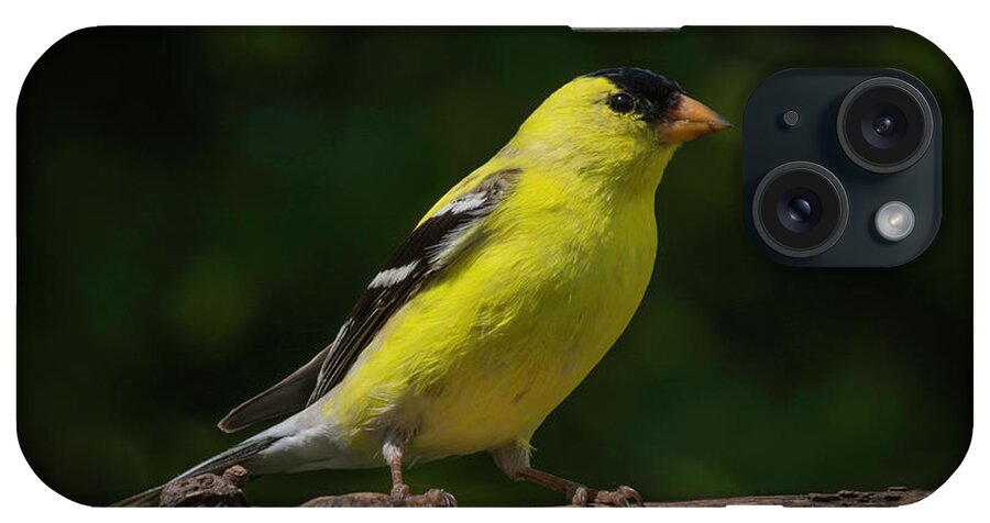 Male Bird iPhone Case featuring the photograph American Goldfinch male by Kenneth Cole