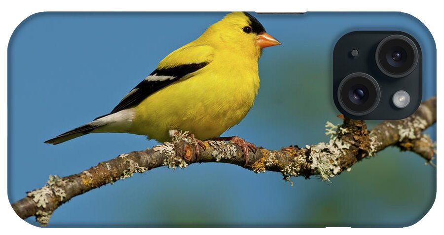 American Goldfinch iPhone Case featuring the photograph American Goldfinch Perched in a Tree by Jeff Goulden