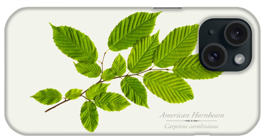 Tree iPhone Case featuring the photograph American Hornbeam by Christina Rollo