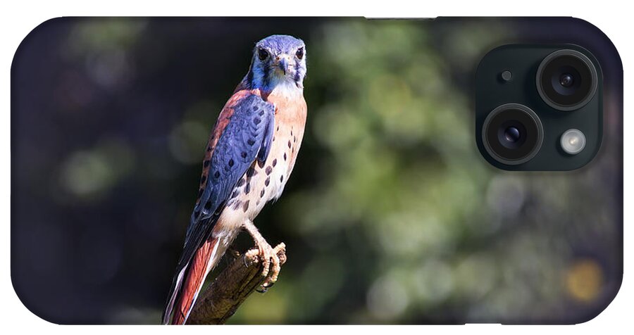 Bird iPhone Case featuring the photograph American Kestrel by Sharon McConnell