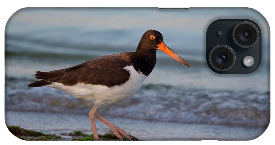 American iPhone Case featuring the photograph American Oystercatcher at Sunset by Artful Imagery