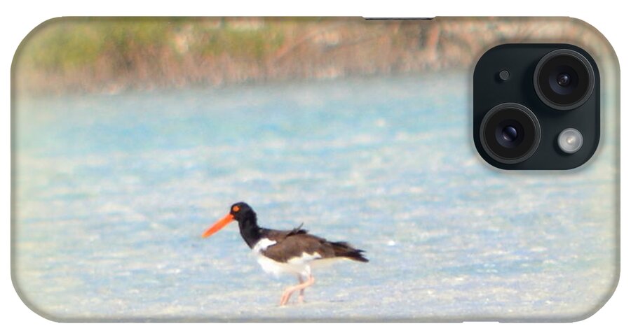 Oystercatcher iPhone Case featuring the photograph American Oystercatcher by Kimberly Woyak