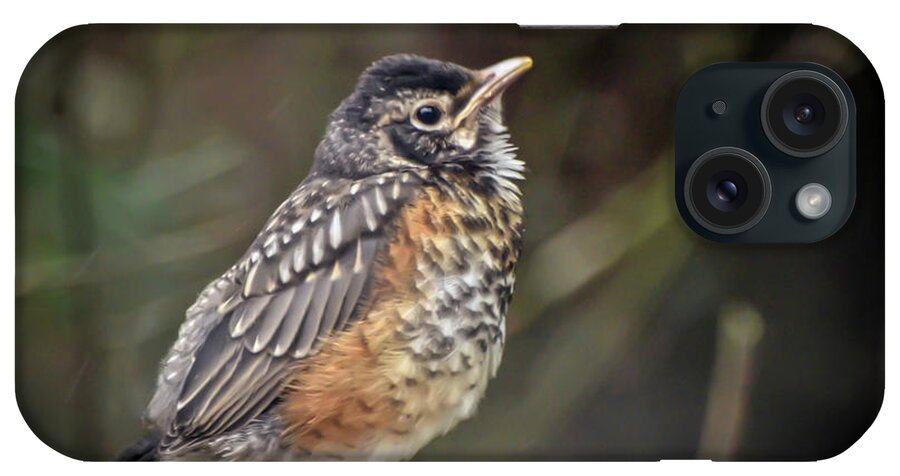 Robin iPhone Case featuring the photograph American Robin Fledgling by Kerri Farley