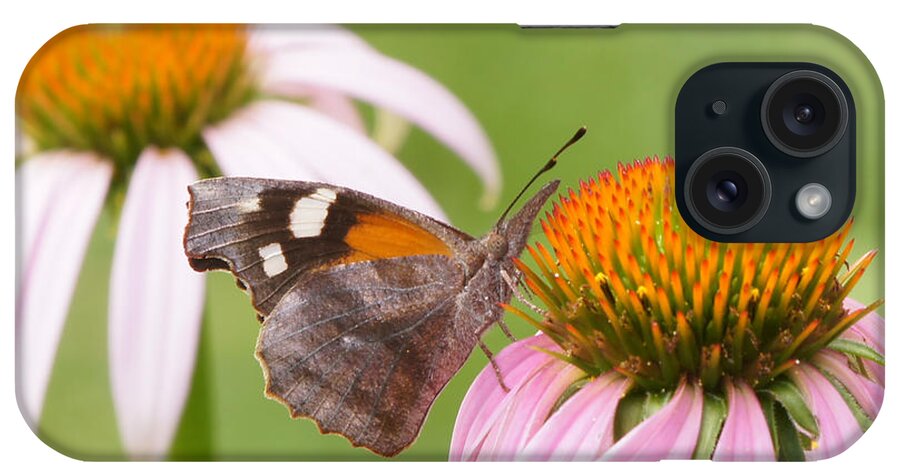 American Snout iPhone Case featuring the photograph American Snout Butterfly on Echinacea by Robert E Alter Reflections of Infinity