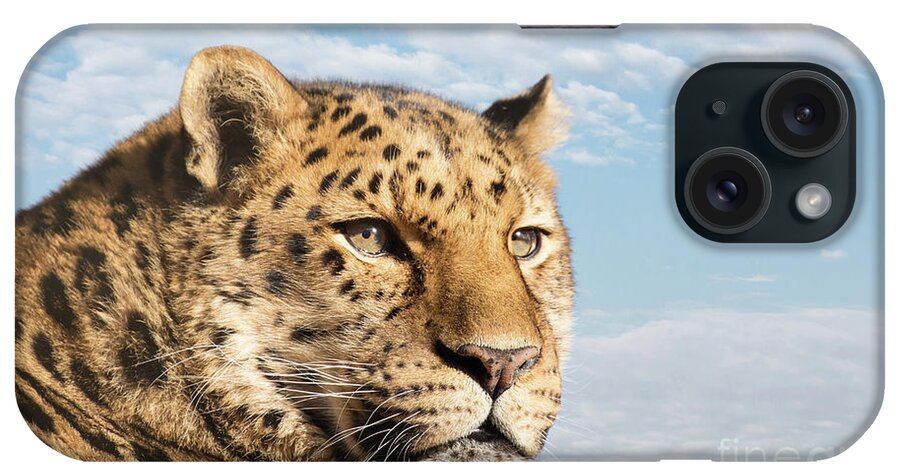 Leopard iPhone Case featuring the photograph Amur leopard against blue sky by Jane Rix