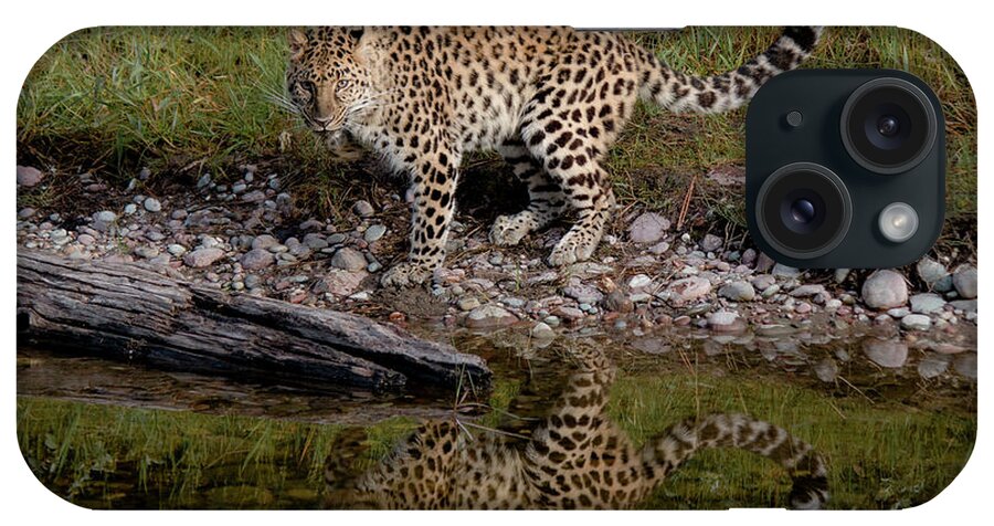 Amur Leopard iPhone Case featuring the photograph Amur Leopard Reflection by Teresa Wilson
