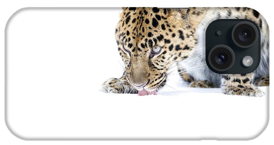 Amur Leopard iPhone Case featuring the photograph Amur Leopard by Steve McKinzie