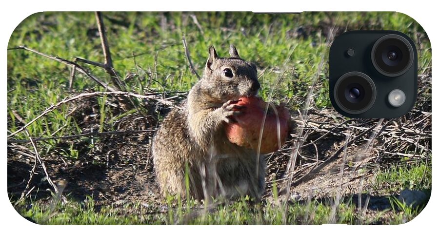 Squirrel iPhone Case featuring the photograph An Apple A Day - 2 by Christy Pooschke