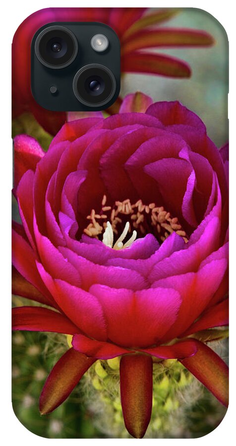 Hot Pink Torch Cactus iPhone Case featuring the photograph An Inner Beauty by Saija Lehtonen