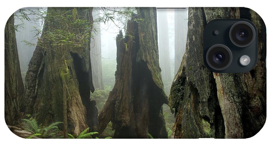Redwood Trees iPhone Case featuring the photograph Ancient Redwood Forest by Inga Spence