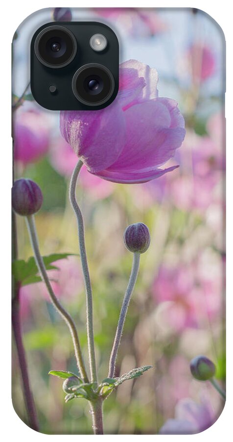 Anemone iPhone Case featuring the photograph Anemone Softness by Diane Fifield