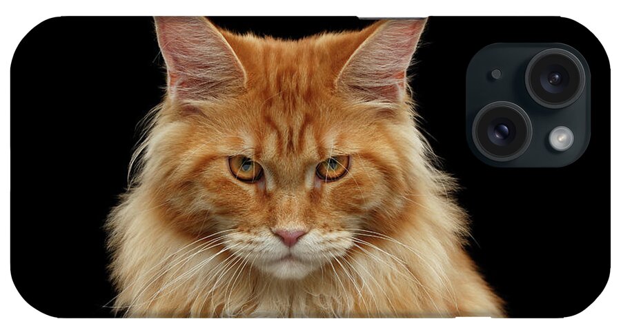 Angry Ginger Maine Coon Cat Gazing on Black background Greeting