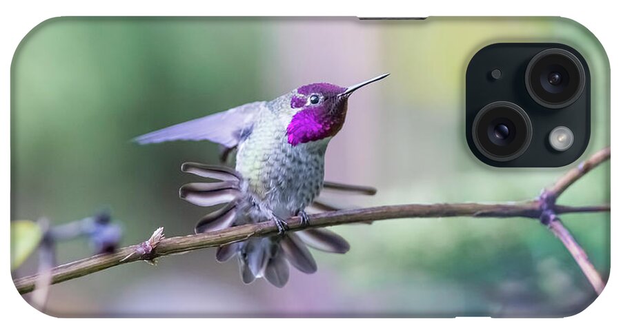 Anna's Hummingbird iPhone Case featuring the photograph Anna's Hummingbird stretching by Kathy King