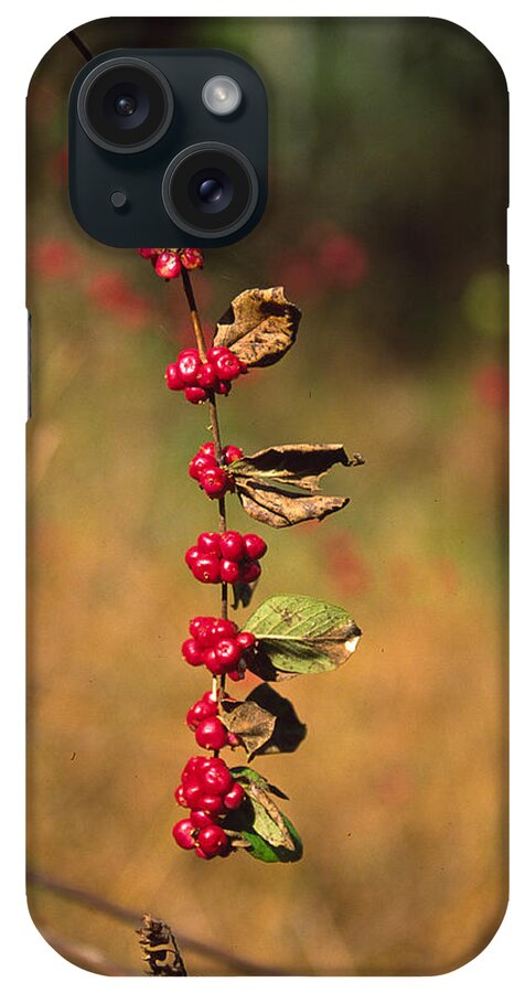 Fall Colors iPhone Case featuring the photograph Another Year by Randy Oberg