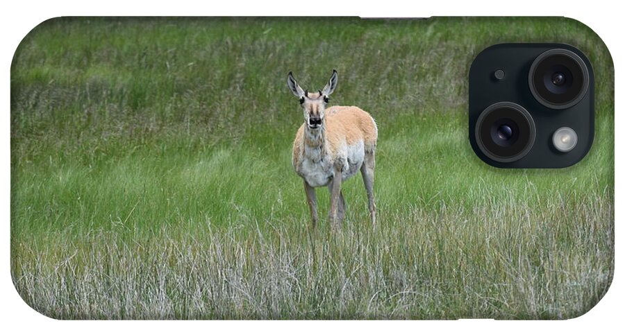 Animal iPhone Case featuring the photograph Prong Horned Antelope Lake John SWA CO by Margarethe Binkley