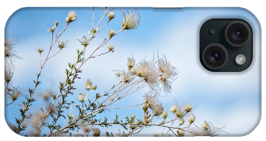 Wildflower iPhone Case featuring the photograph Apache Plume by Elin Skov Vaeth
