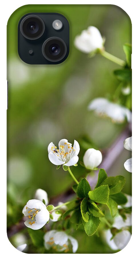 Apple iPhone Case featuring the photograph Apple Blossoms by Nailia Schwarz