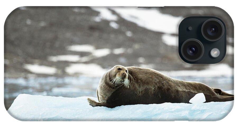 Arctic iPhone Case featuring the photograph Arctic Bearded Seal by Lauri Novak