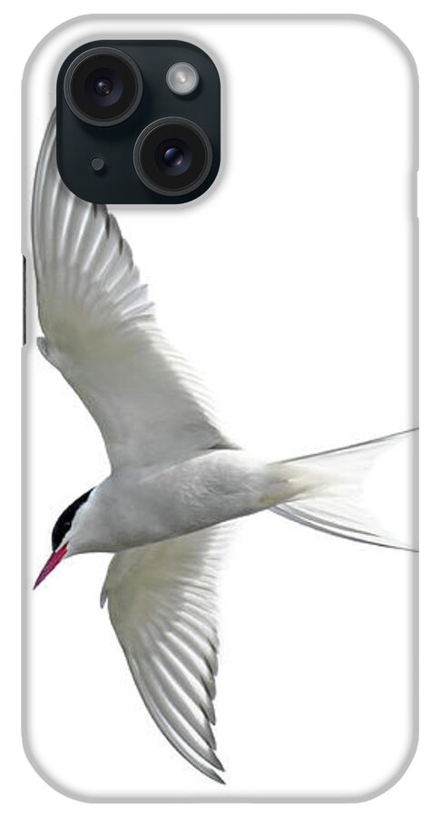 Arctic Tern iPhone Case featuring the photograph Arctic Tern flying in Mist by Arterra Picture Library