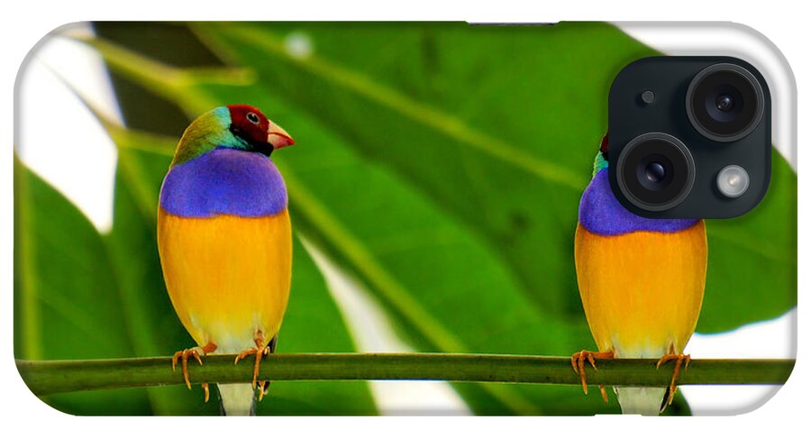 Little Bird iPhone Case featuring the photograph Are you serious? by Lilia S