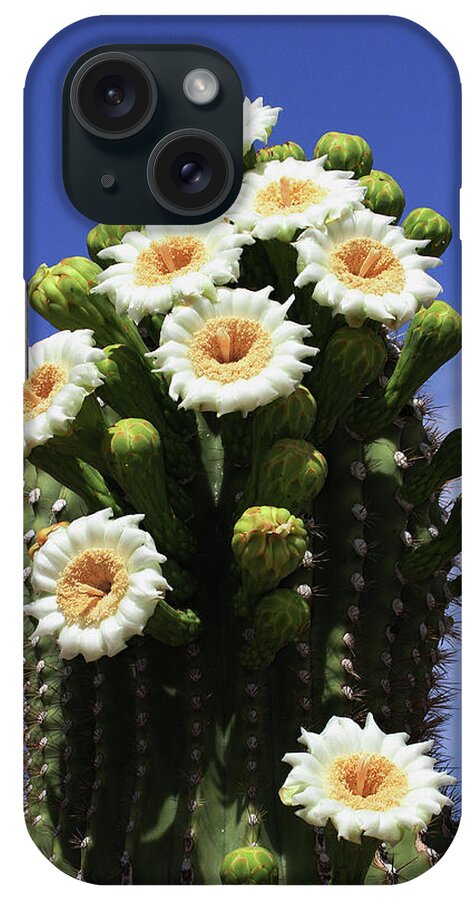 Arizona State Flower- The Saguaro Cactus Flower iPhone Case featuring the photograph Arizona State Flower- The Saguaro Cactus Flower by Tom Janca