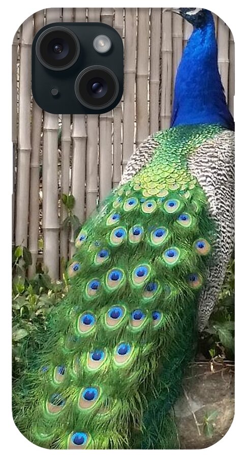 Peacock iPhone Case featuring the photograph Around the Back by Caryl J Bohn