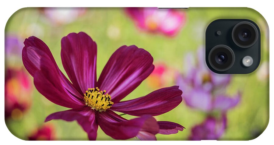 Flowers iPhone Case featuring the photograph Around The Cosmos by Kim Carpentier