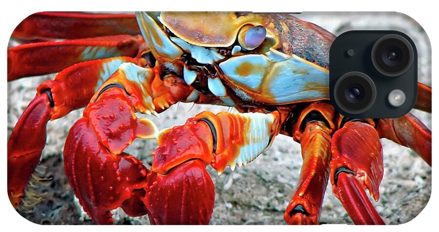 Nature iPhone Case featuring the photograph Artistic Nature Red and Blue Rainbow Crab 908 by Ricardos Creations