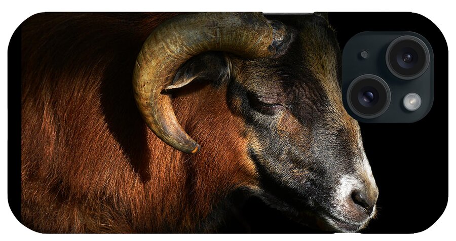 Cameroon Sheep iPhone Case featuring the photograph Majestic Sheep by Paul Davenport