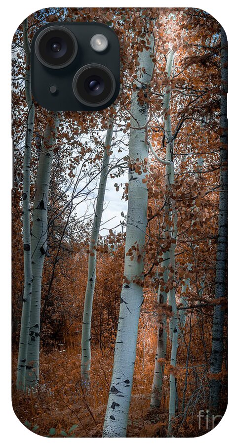 Aspen iPhone Case featuring the photograph Aspen Trees Ryan Park Wyoming by Blake Webster