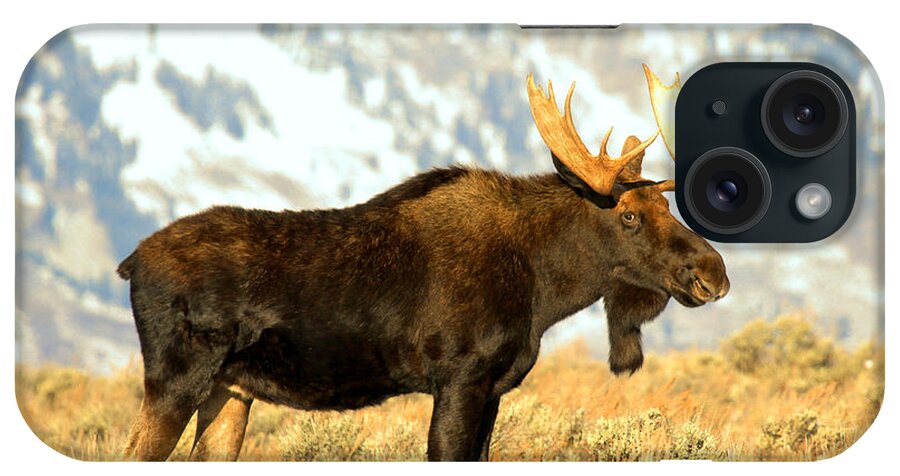 Moose iPhone Case featuring the photograph At The Base Of The Tetons by Adam Jewell