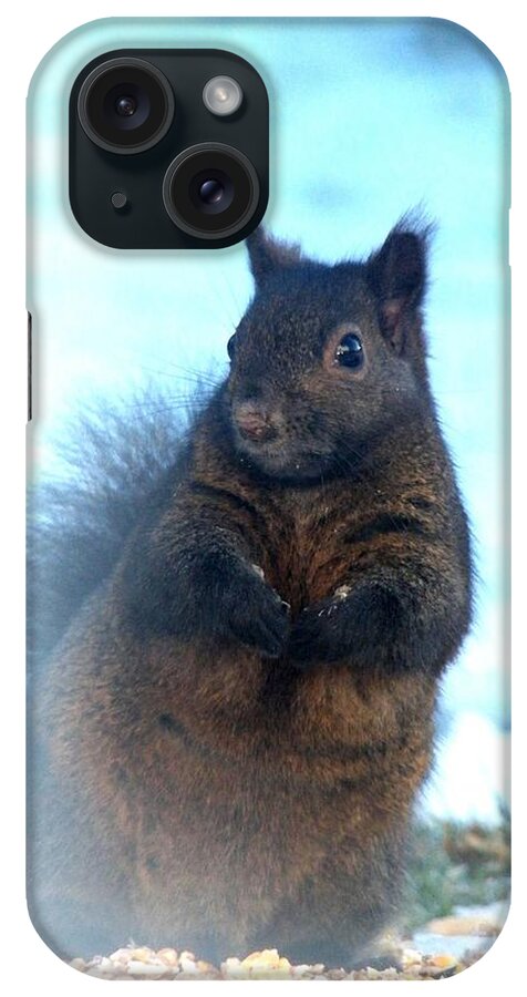 Squirrel iPhone Case featuring the photograph Attentive by Corinne Elizabeth Cowherd