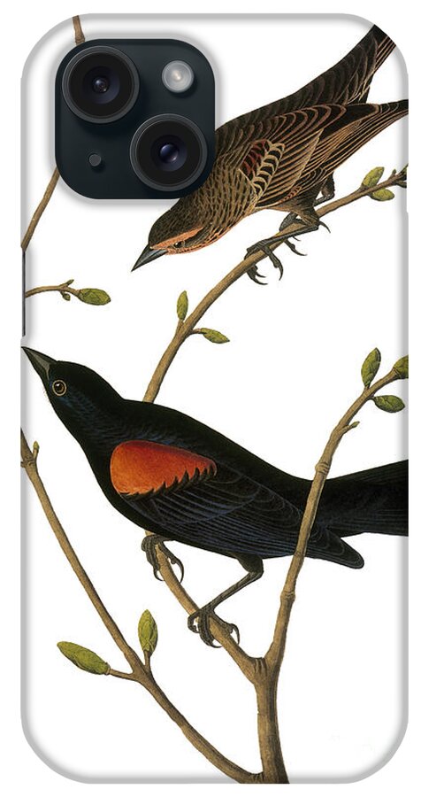 1838 iPhone Case featuring the photograph Audubon: Blackbird by Granger