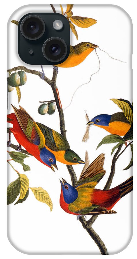 1827 iPhone Case featuring the drawing Bunting, 1827 by John James Audubon