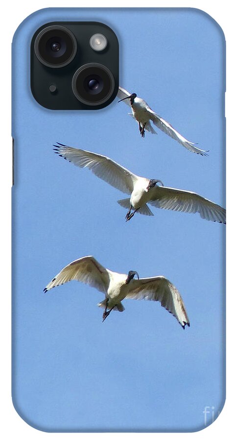 Australian White Ibis iPhone Case featuring the photograph Australian white ibis in Flight by Phil Banks