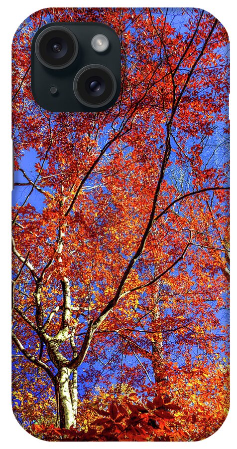 Autumn Leaves iPhone Case featuring the photograph Autumn Blaze by Karen Wiles