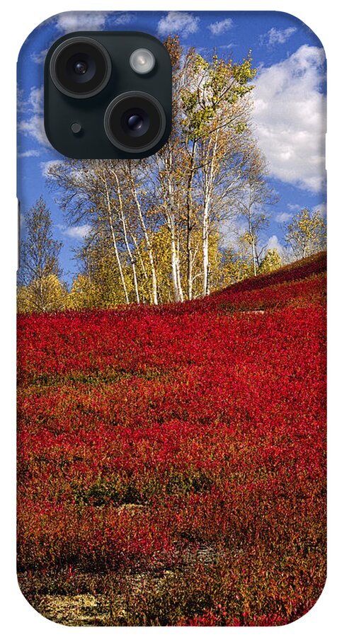 Birch Trees iPhone Case featuring the photograph Autumn Birches and Barrens by Marty Saccone