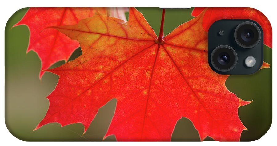 Oak iPhone Case featuring the photograph Autumn In Oregon by Nick Boren