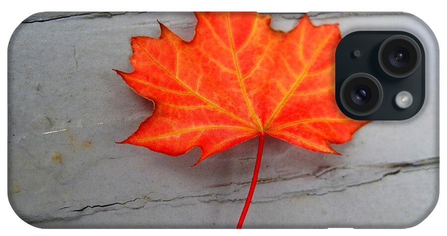 Autumn Leaf iPhone Case featuring the photograph Autumn Leaf by Suzanne DeGeorge