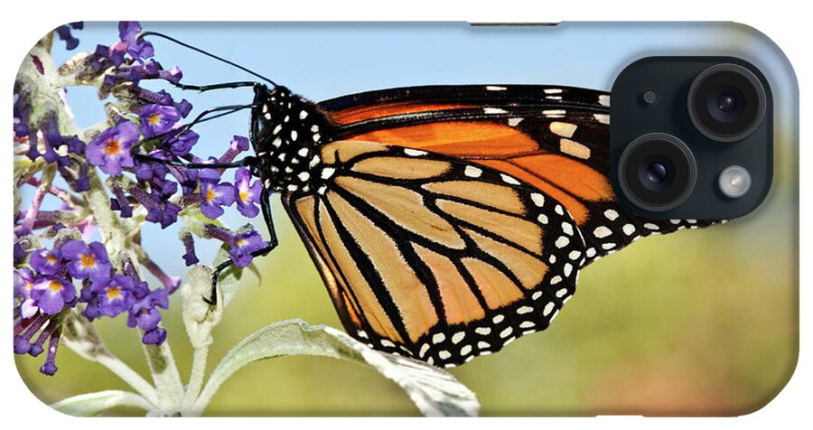 Lara Ellis iPhone Case featuring the photograph Autumn Monarch Butterfly 2016 by Lara Ellis