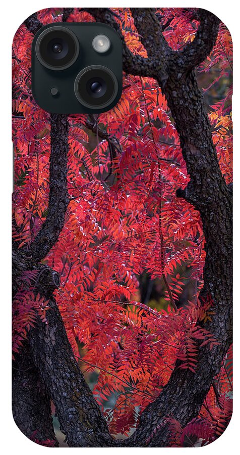Autumn iPhone Case featuring the photograph Autumn by Peter Tellone