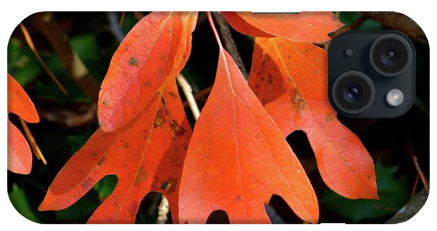 Sassafras iPhone Case featuring the photograph Autumn Sassafras Leaves by Jean Wright