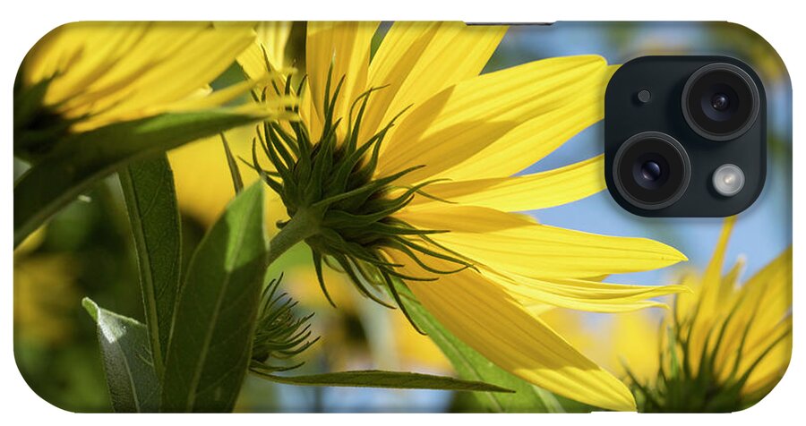 Blue iPhone Case featuring the photograph Autumn Sunshine by Holly Ross