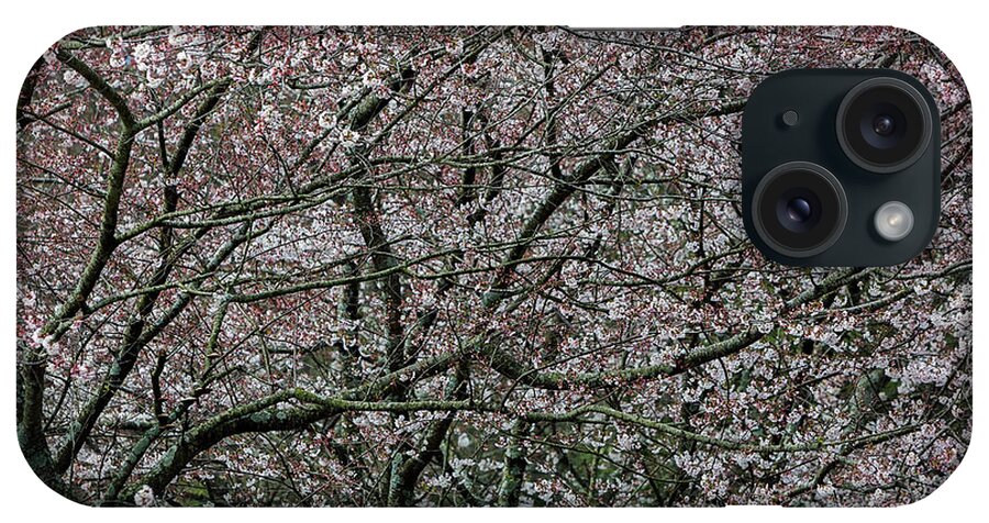 Dogwood iPhone Case featuring the photograph Awash in Cherry Blossoms by Doug Sturgess