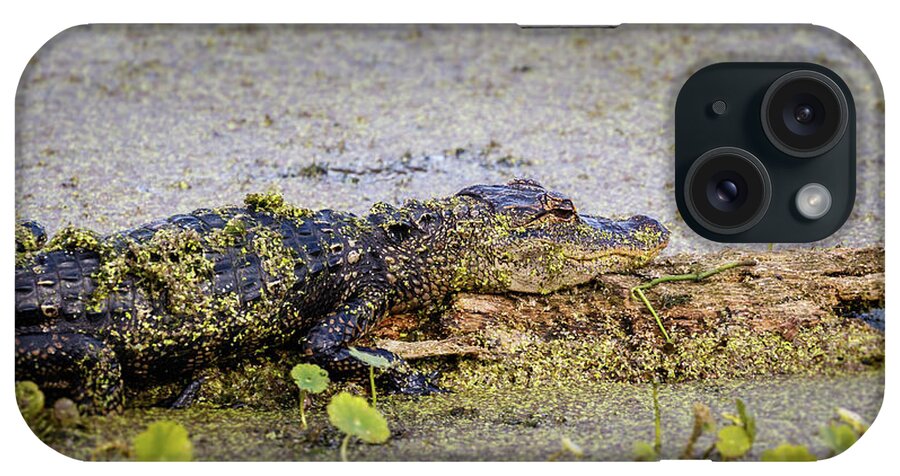  iPhone Case featuring the photograph Baby Alligator by Les Greenwood