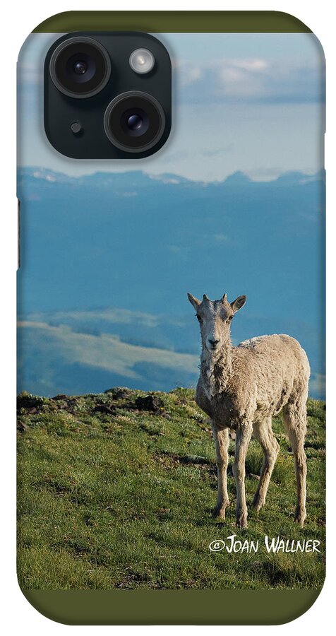 Big Horn Sheep iPhone Case featuring the photograph Baby Big Horn Sheep by Joan Wallner